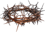 Crown-of-Thorns