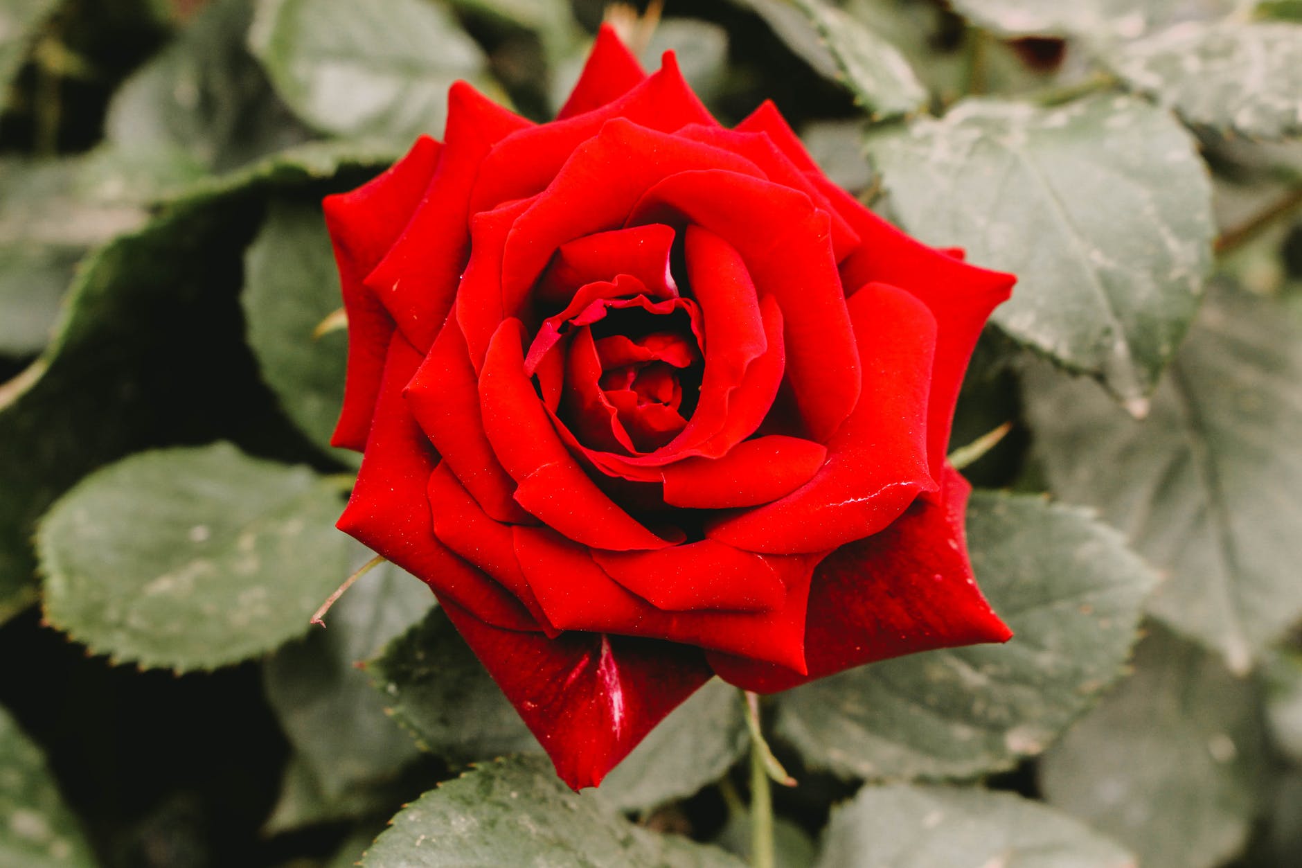 closeup photography of red rose flower